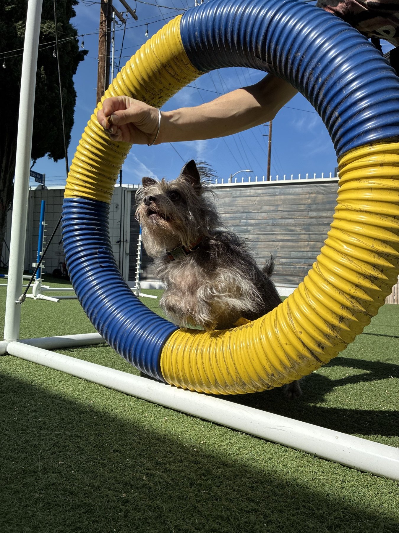 Real DEN dog practicing agility through a blue and yellow hoop with a trainer in the outdoor enrichment yard in Los Angeles
