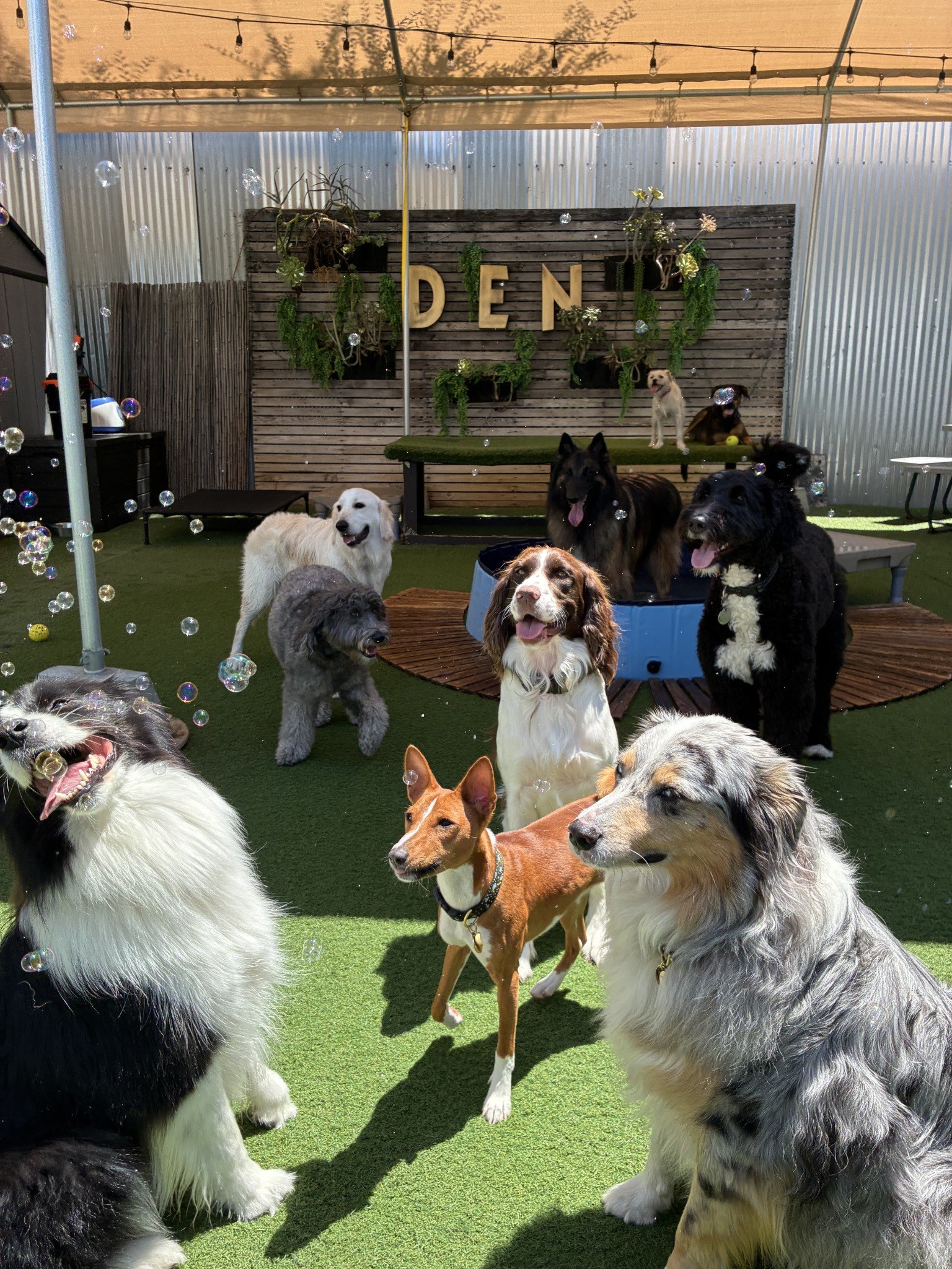 Real DEN dogs running and playing together outdoors during social club daycare in Los Angeles