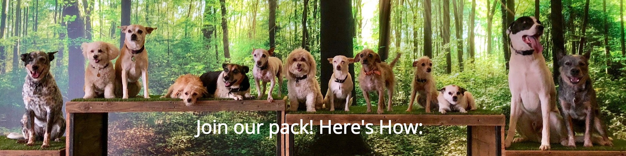 Real DEN social club dogs together in a forest-themed group photo, matching DEN's MoeGo booking page