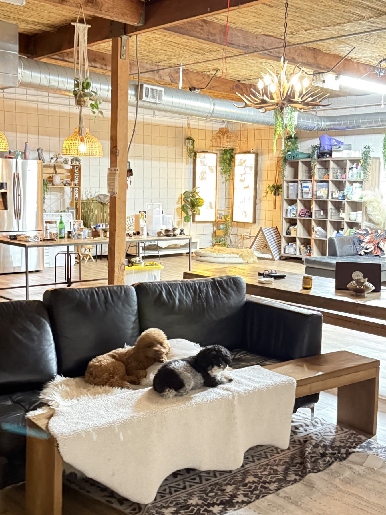 Two dogs resting together on a sofa in the DEN Lodge