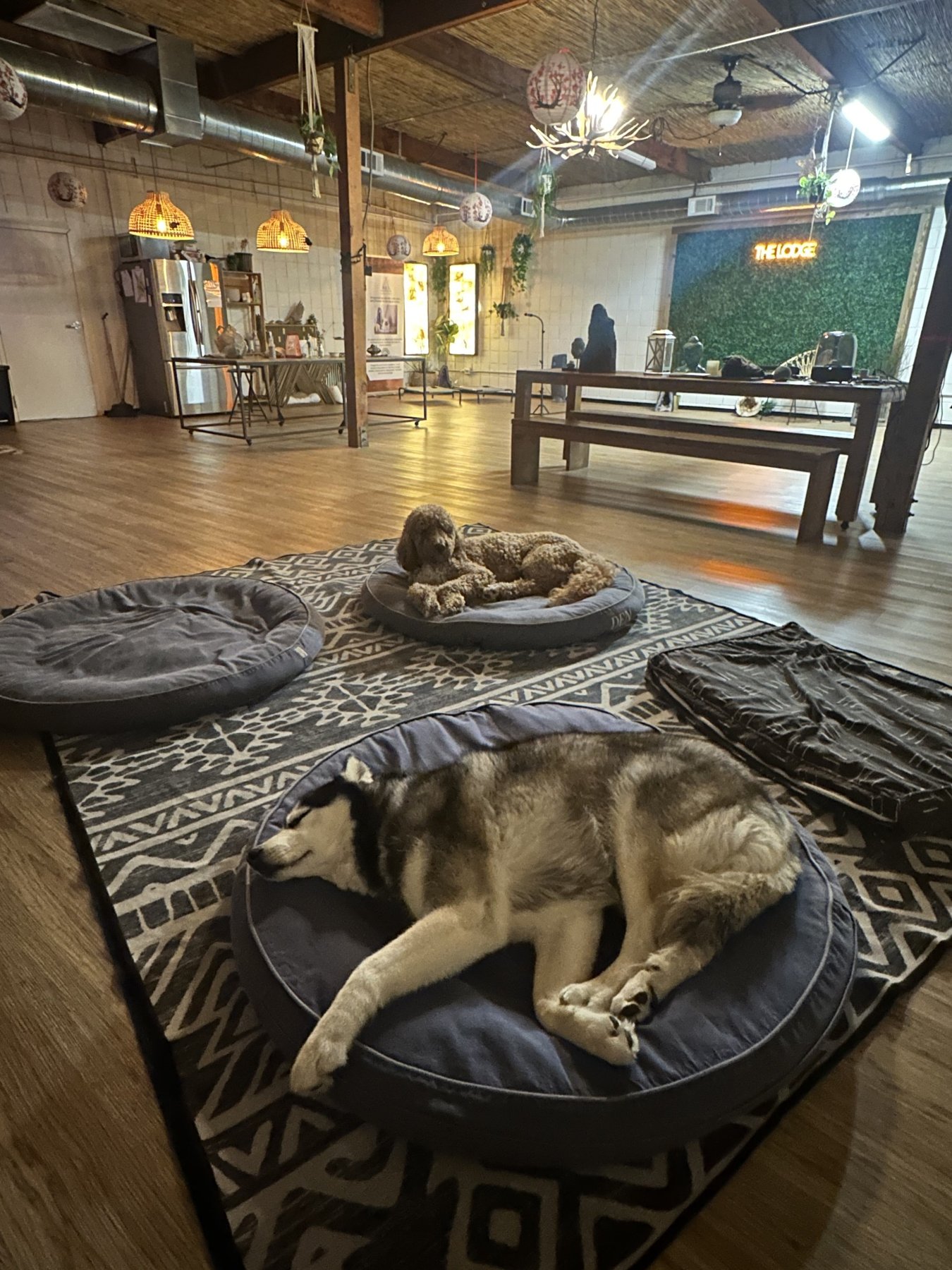 Dogs sleeping peacefully on soft beds inside DEN Lodge