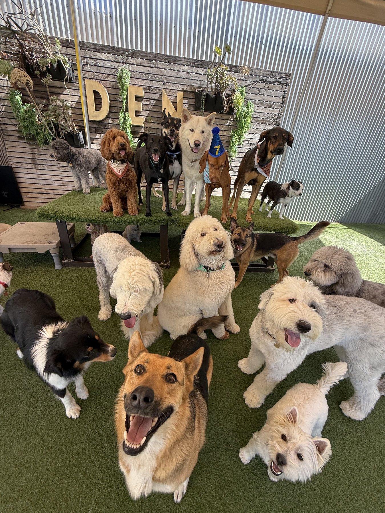 Friendly dogs gathered together in DEN social club outdoor daycare yard