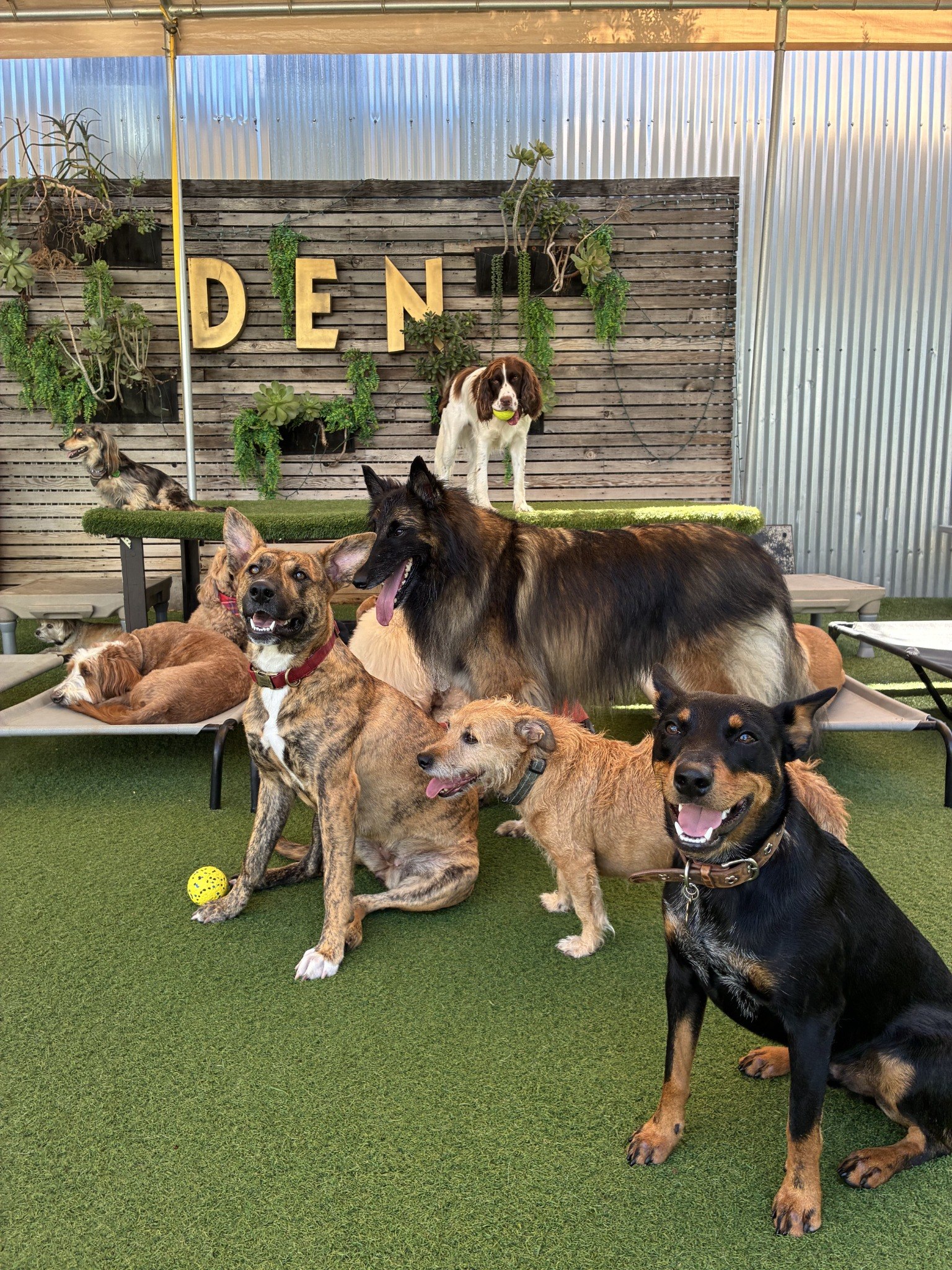 Dogs relaxing and socializing on the DEN Urban Dog Retreat outdoor daycare yard in Northeast Los Angeles