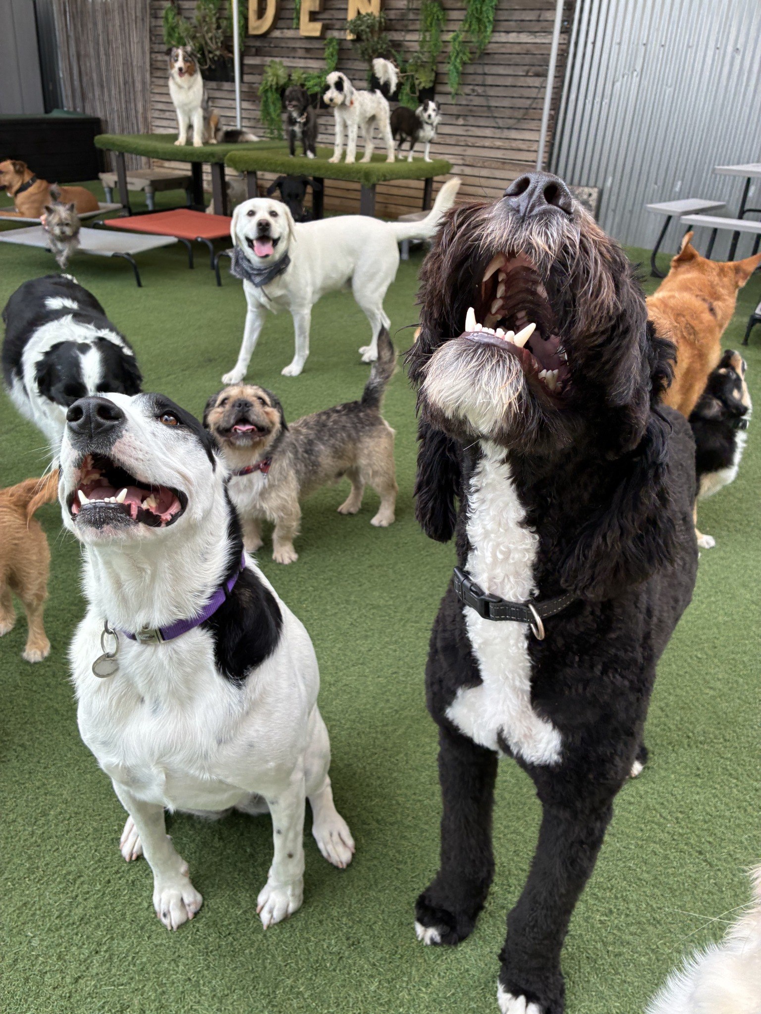 Happy dog daycare pack posing by the DEN garden wall in Northeast Los Angeles