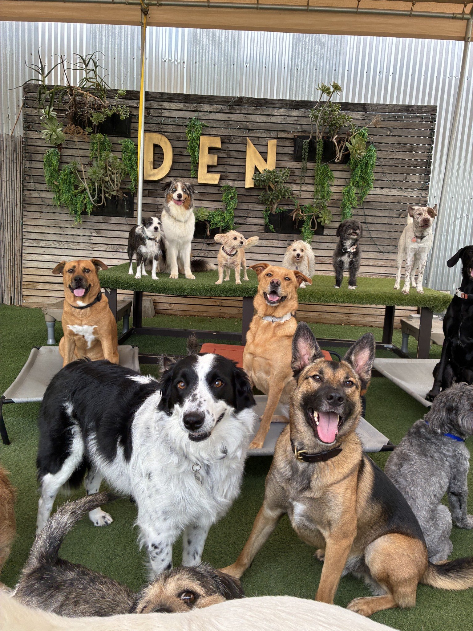 Playful dogs enjoying group daycare together at DEN Urban Dog Retreat in Northeast Los Angeles