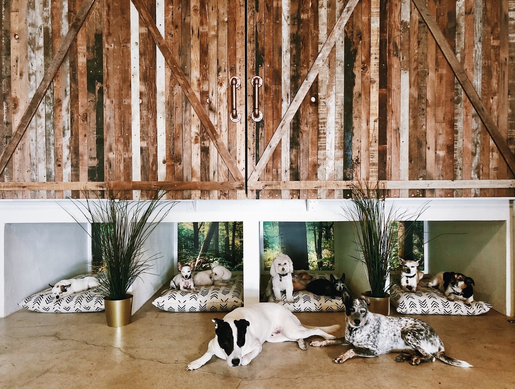 Life at DEN at DEN Urban Dog Retreat