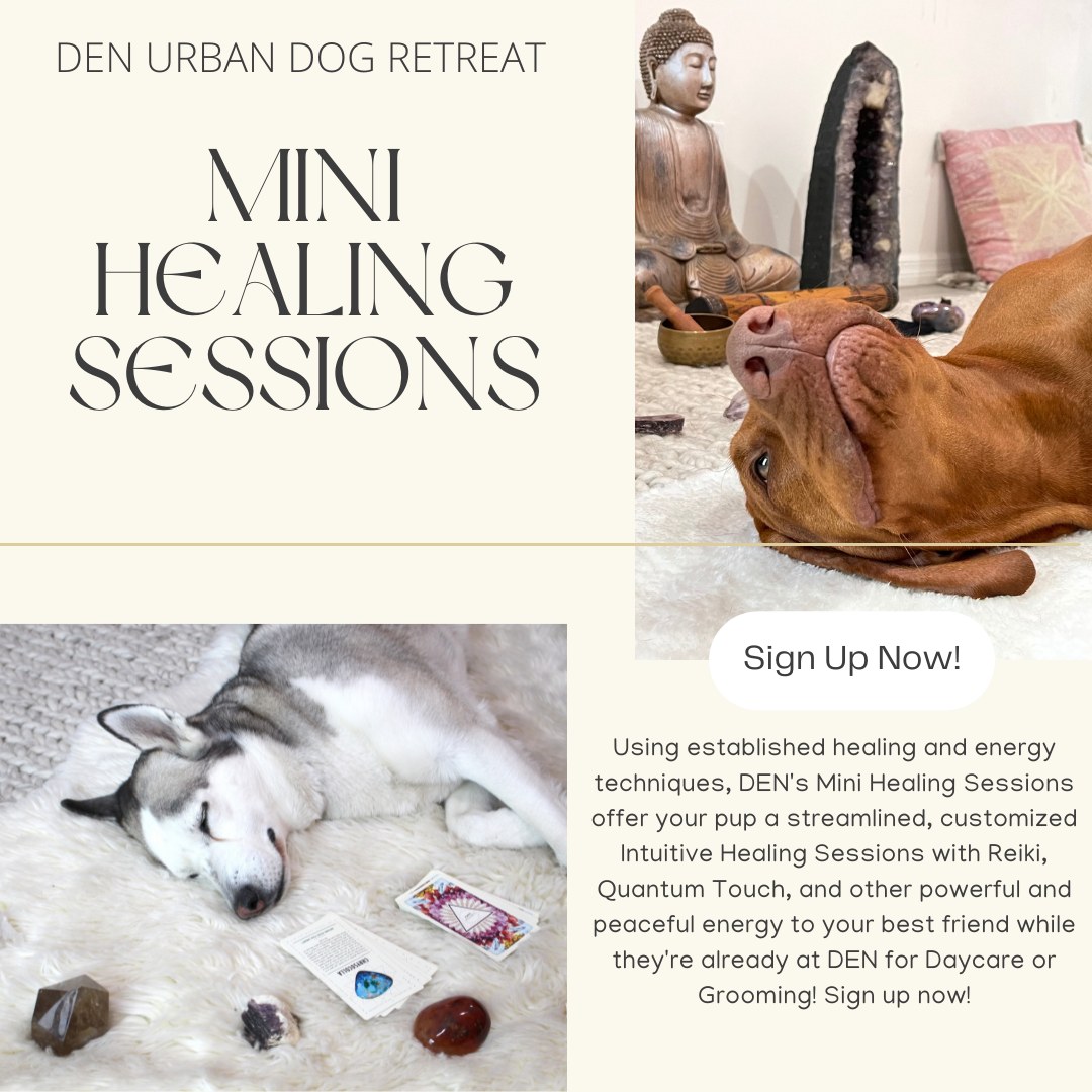 Life at DEN at DEN Urban Dog Retreat