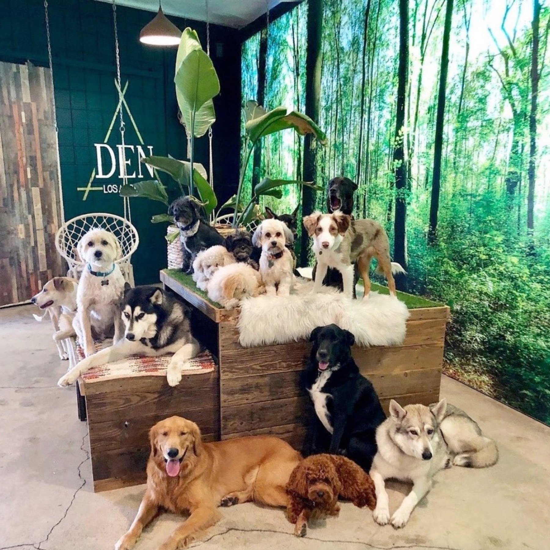Life at DEN at DEN Urban Dog Retreat