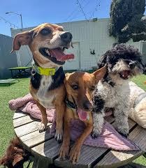 Daycare + Yard at DEN Urban Dog Retreat