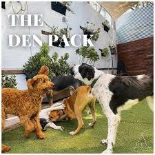 Daycare + Yard at DEN Urban Dog Retreat