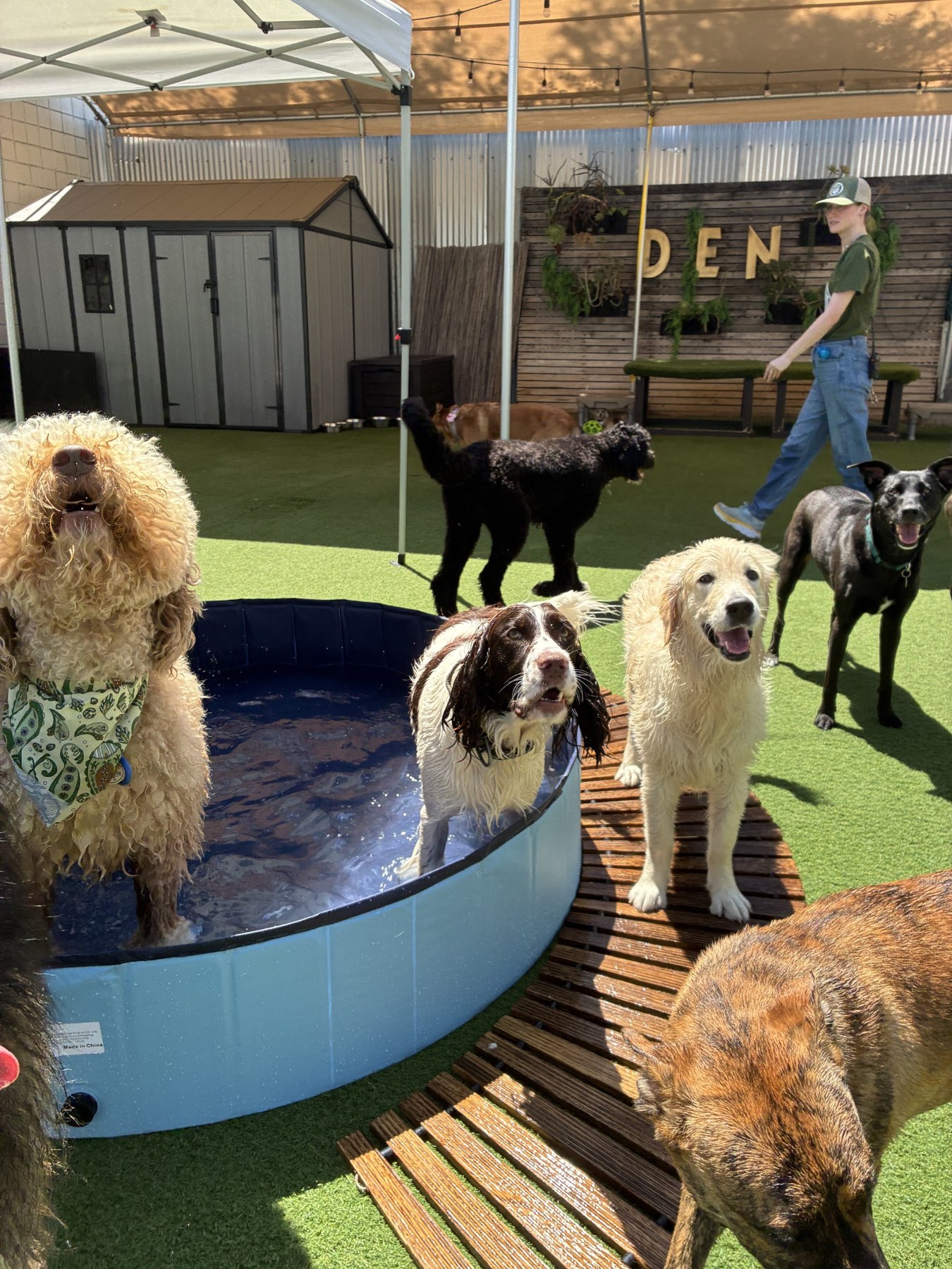 Life at DEN at DEN Urban Dog Retreat