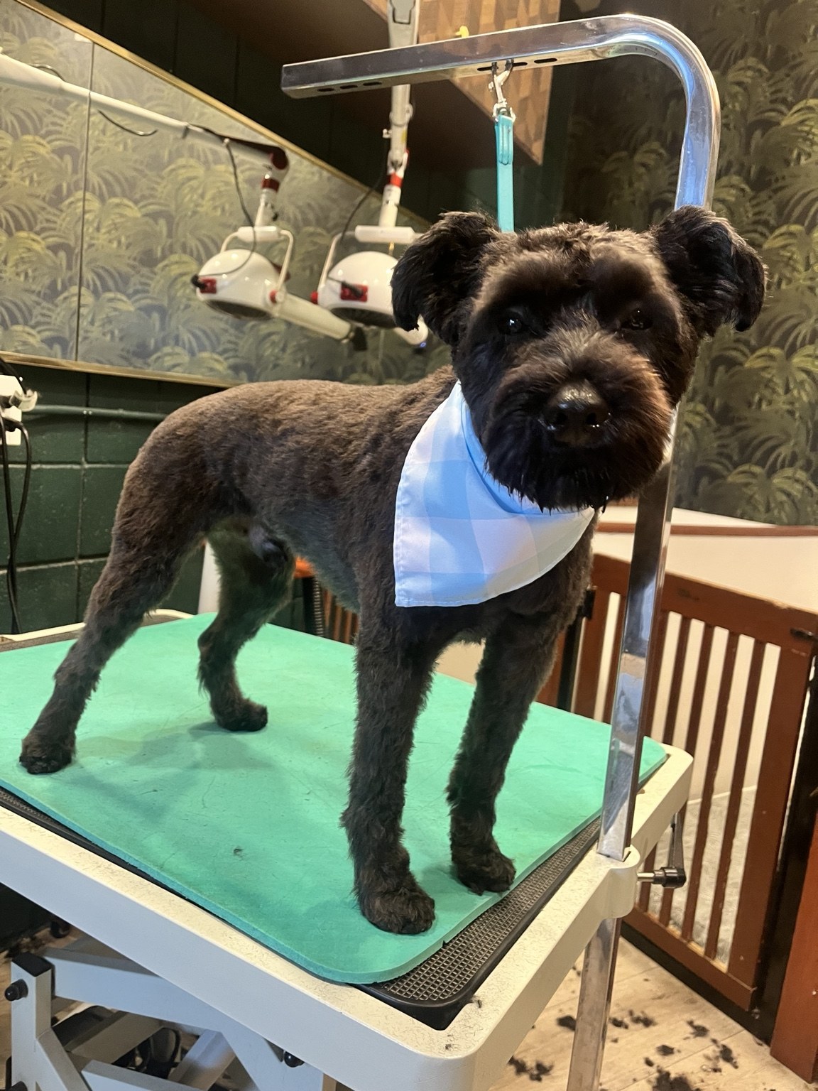 Grooming + Spa at DEN Urban Dog Retreat