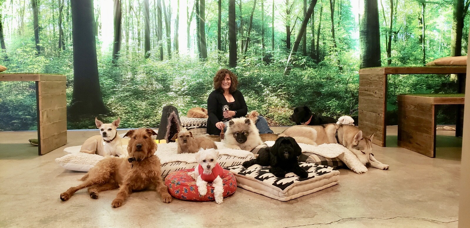 Life at DEN at DEN Urban Dog Retreat