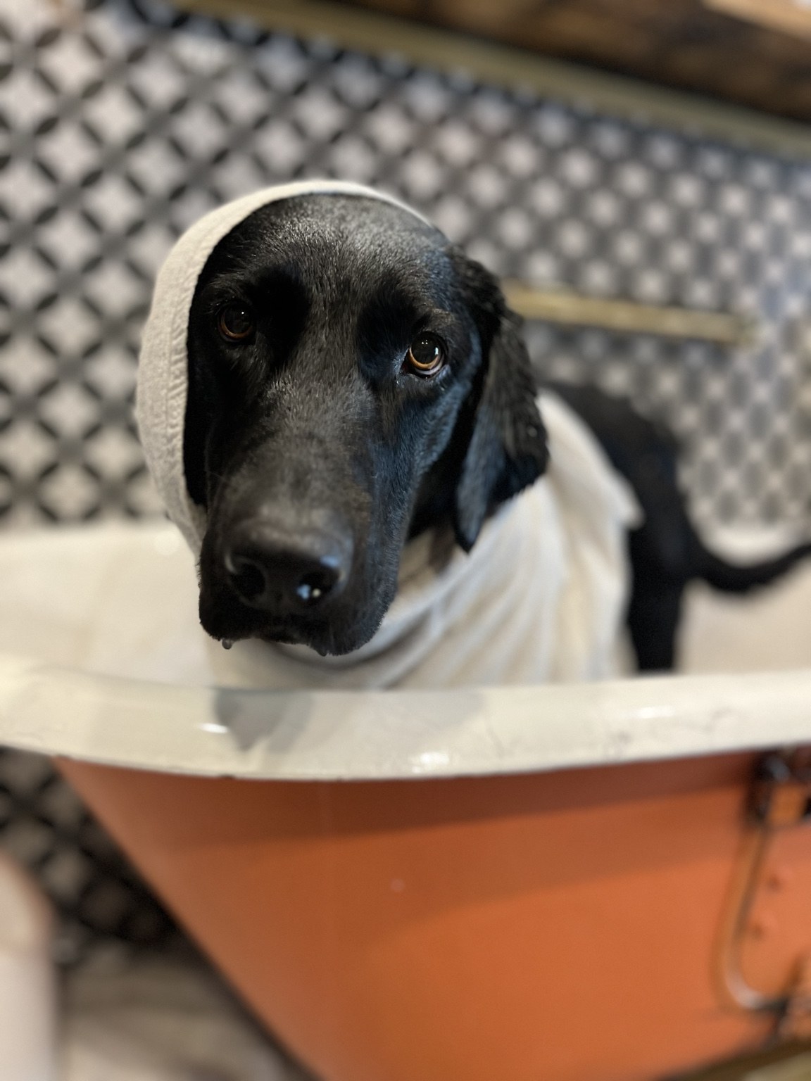 Grooming + Spa at DEN Urban Dog Retreat