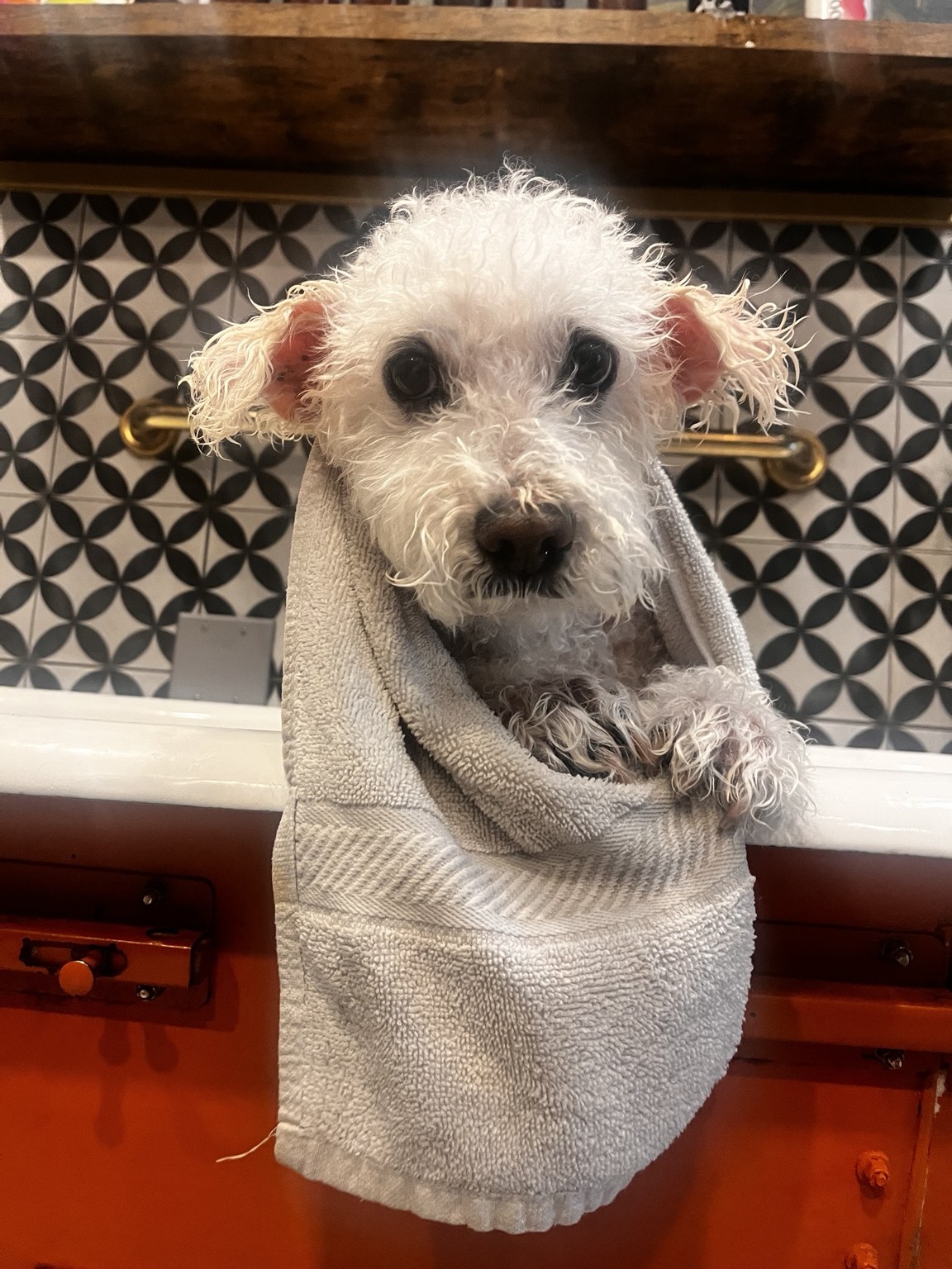 Grooming + Spa at DEN Urban Dog Retreat