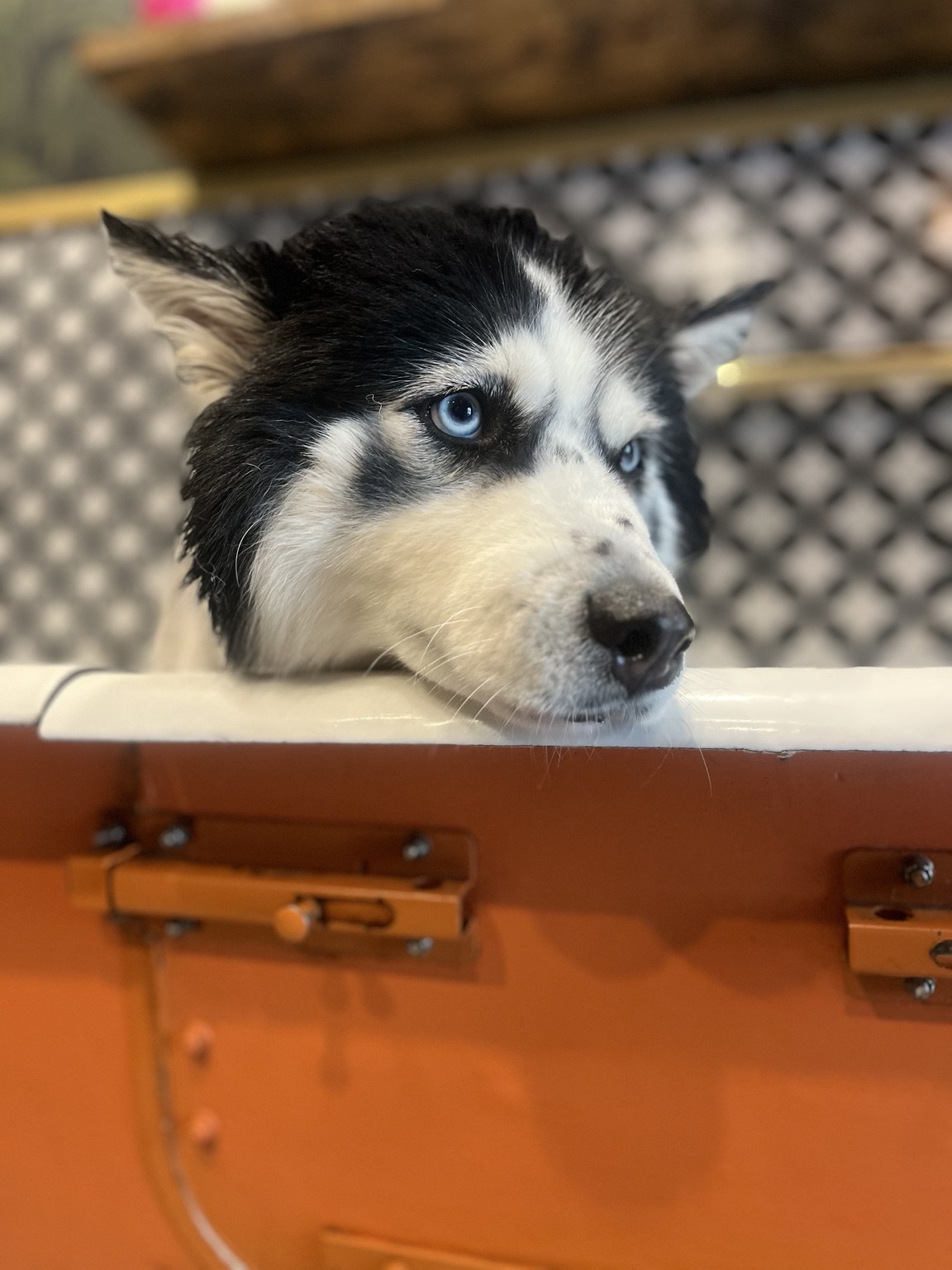 Grooming + Spa at DEN Urban Dog Retreat