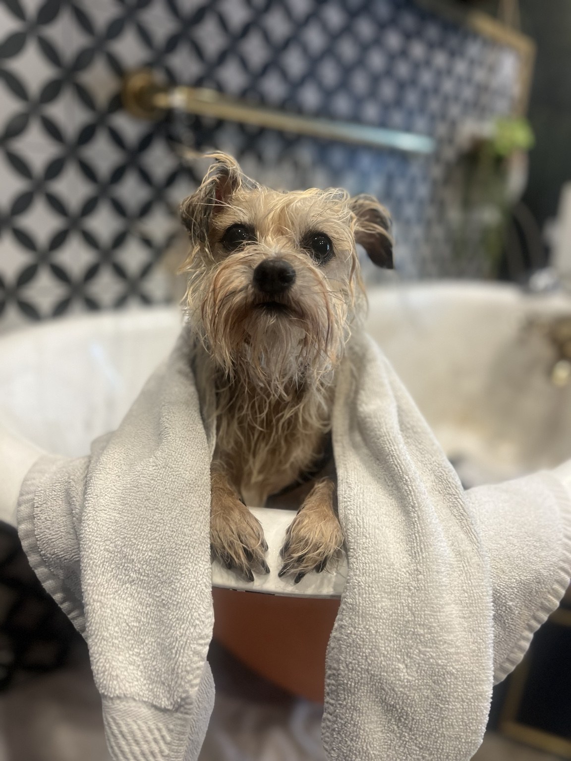 Grooming + Spa at DEN Urban Dog Retreat