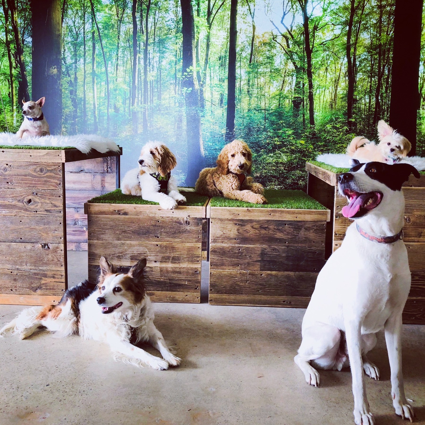 Life at DEN at DEN Urban Dog Retreat