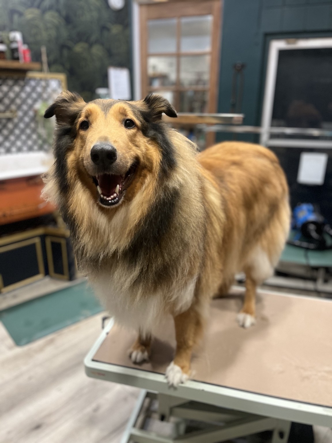 Grooming + Spa at DEN Urban Dog Retreat