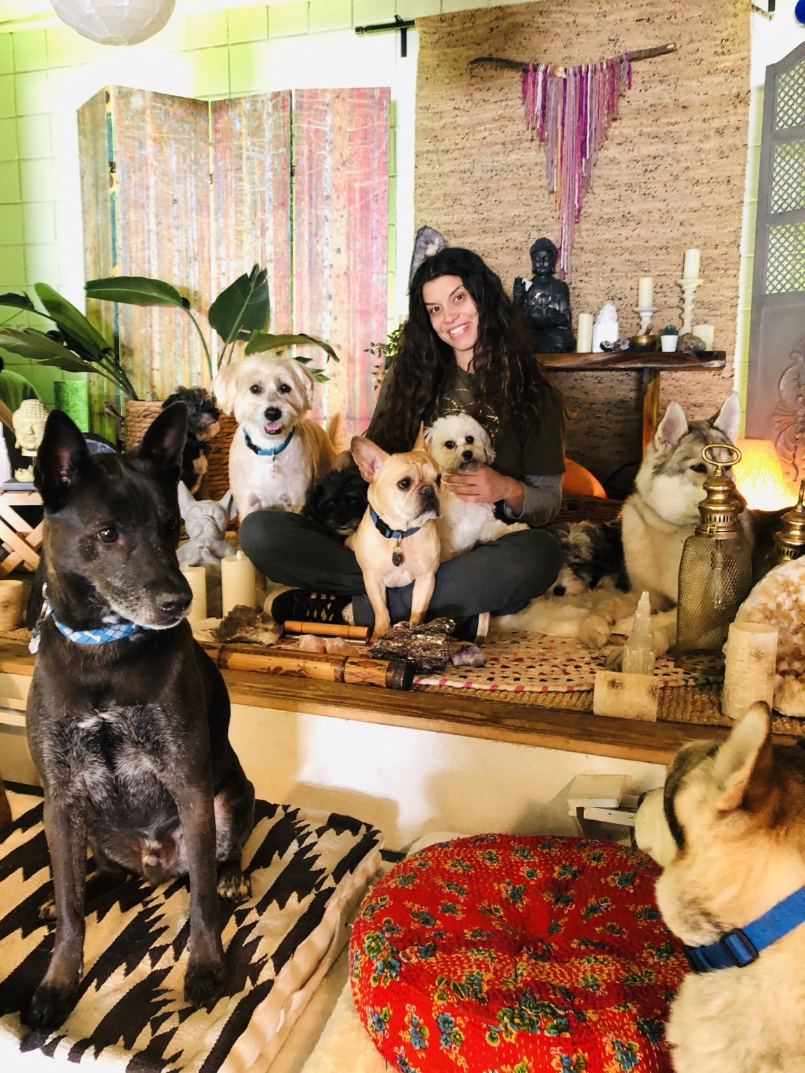 Life at DEN at DEN Urban Dog Retreat