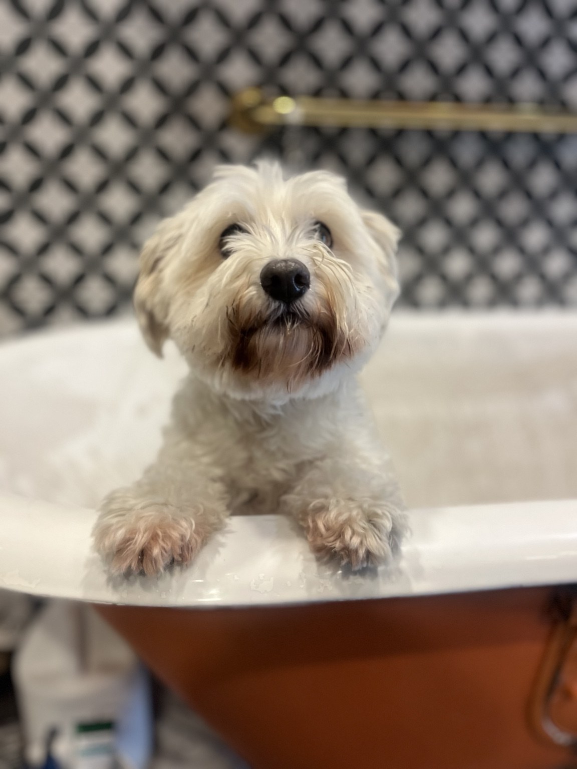 Grooming + Spa at DEN Urban Dog Retreat