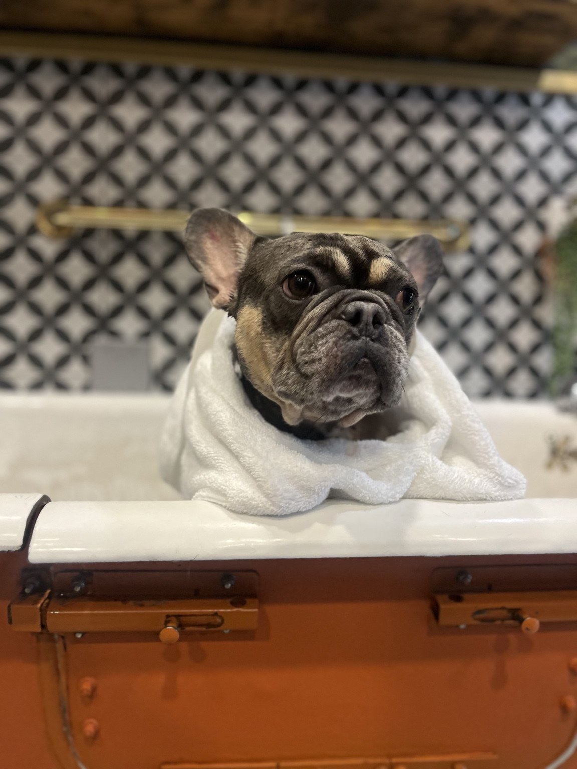 Grooming + Spa at DEN Urban Dog Retreat