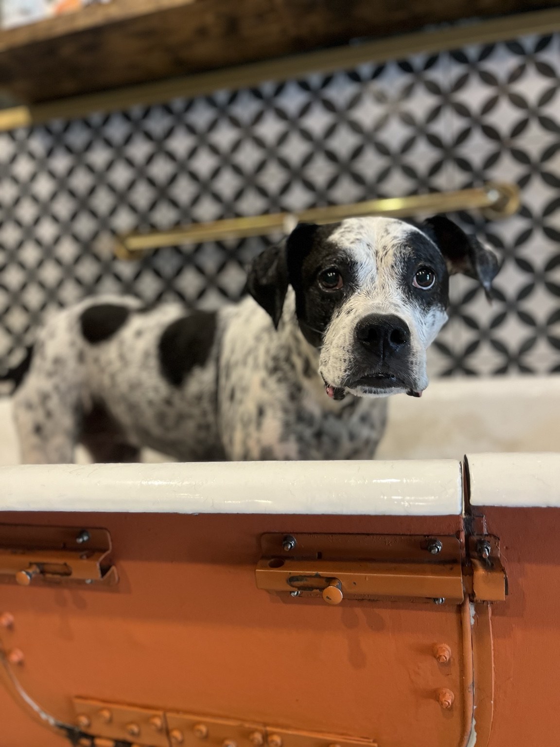 Grooming + Spa at DEN Urban Dog Retreat