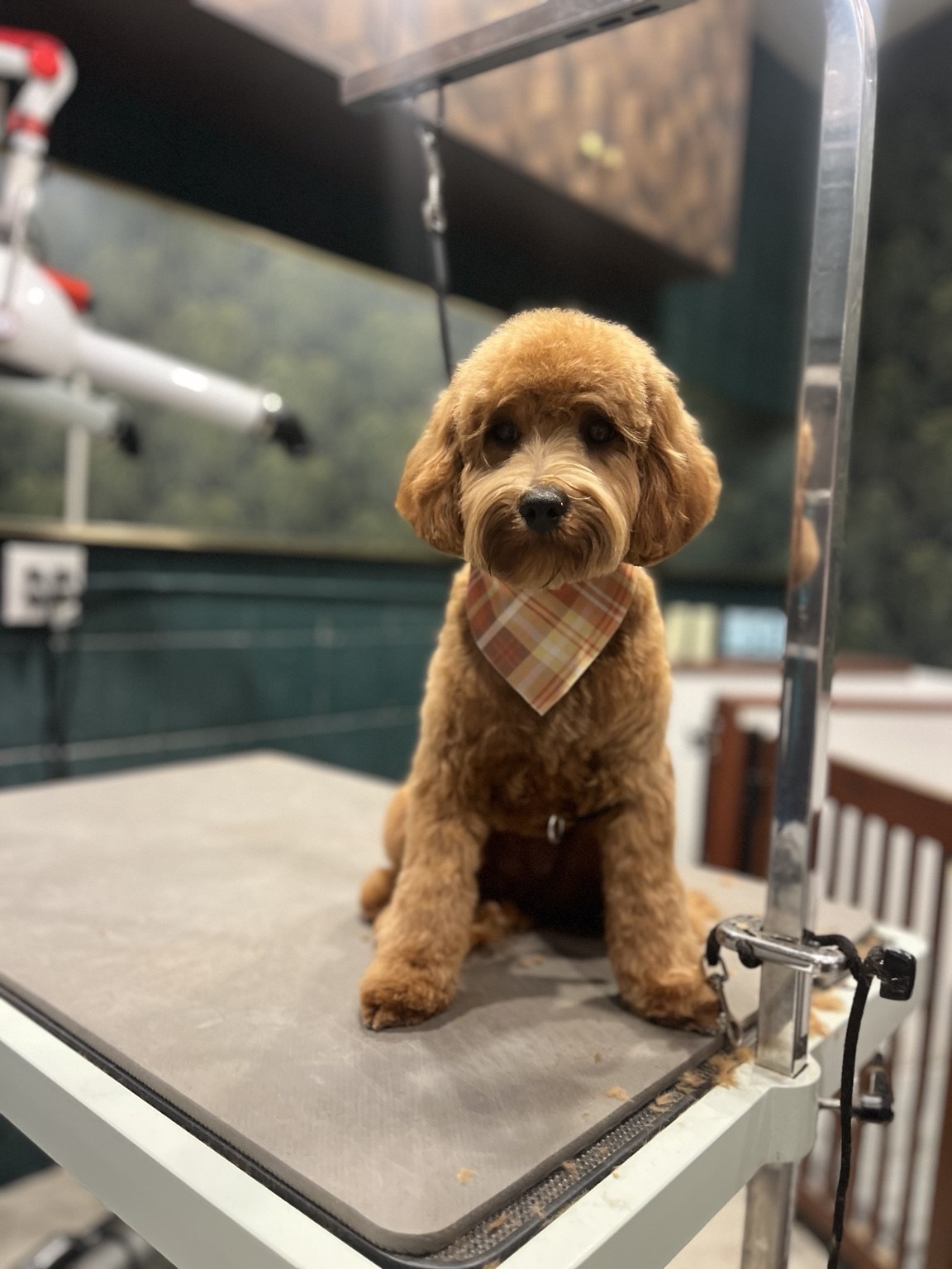 Grooming + Spa at DEN Urban Dog Retreat