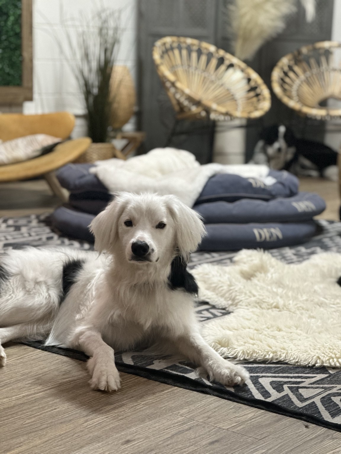 Life at DEN at DEN Urban Dog Retreat