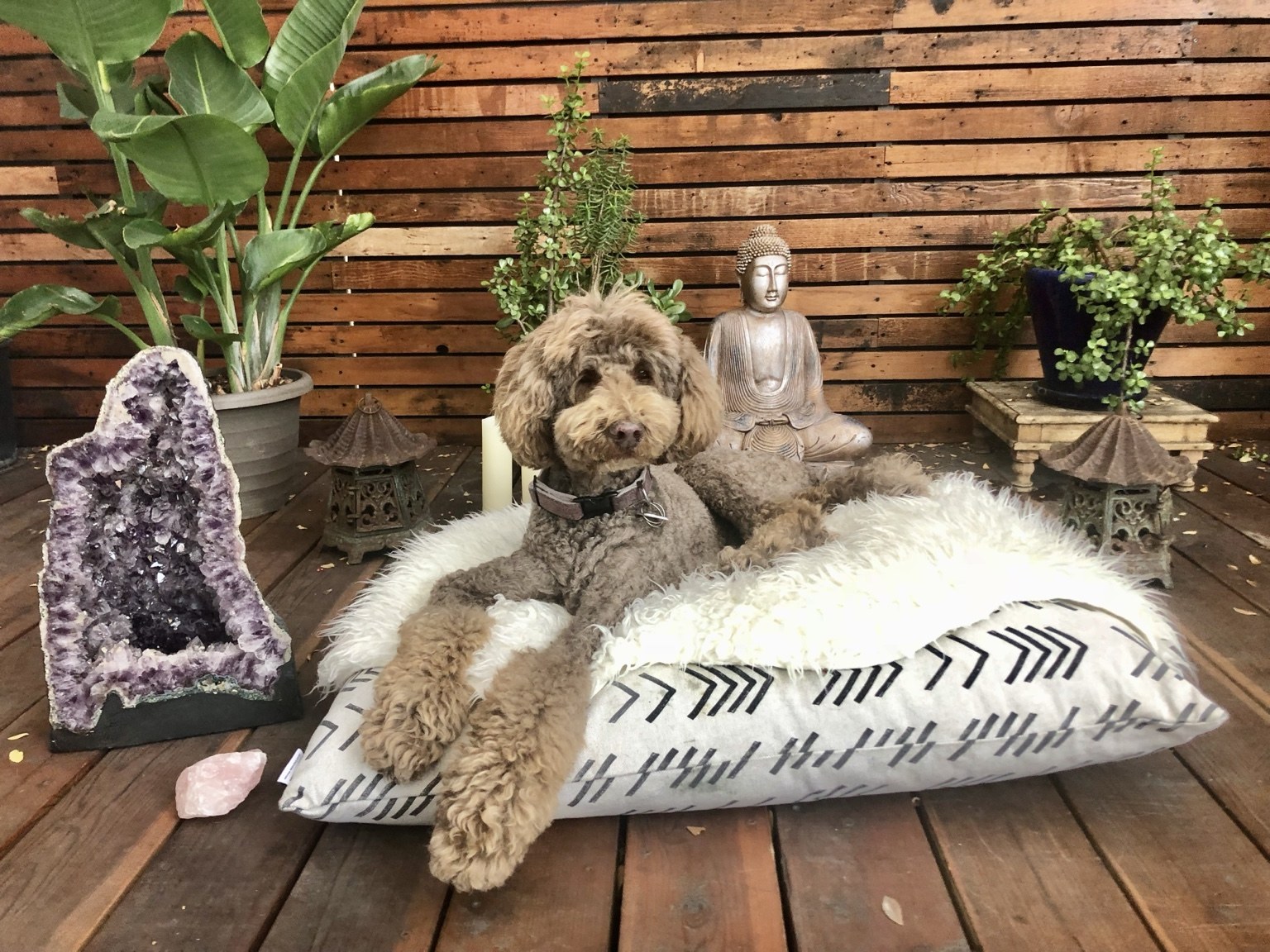 Life at DEN at DEN Urban Dog Retreat