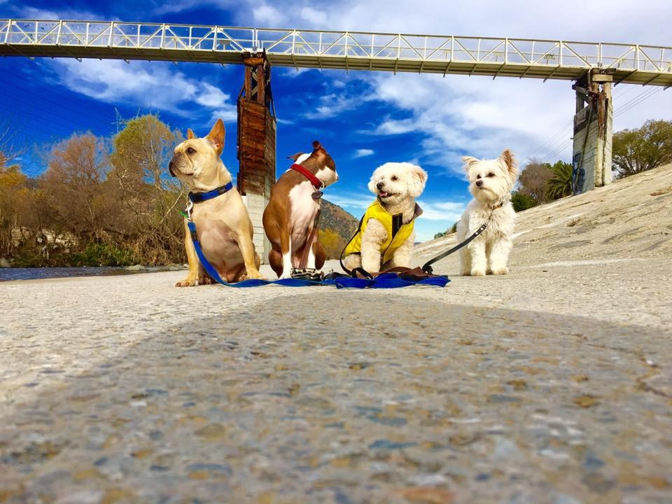 Pack Hikes at DEN Urban Dog Retreat
