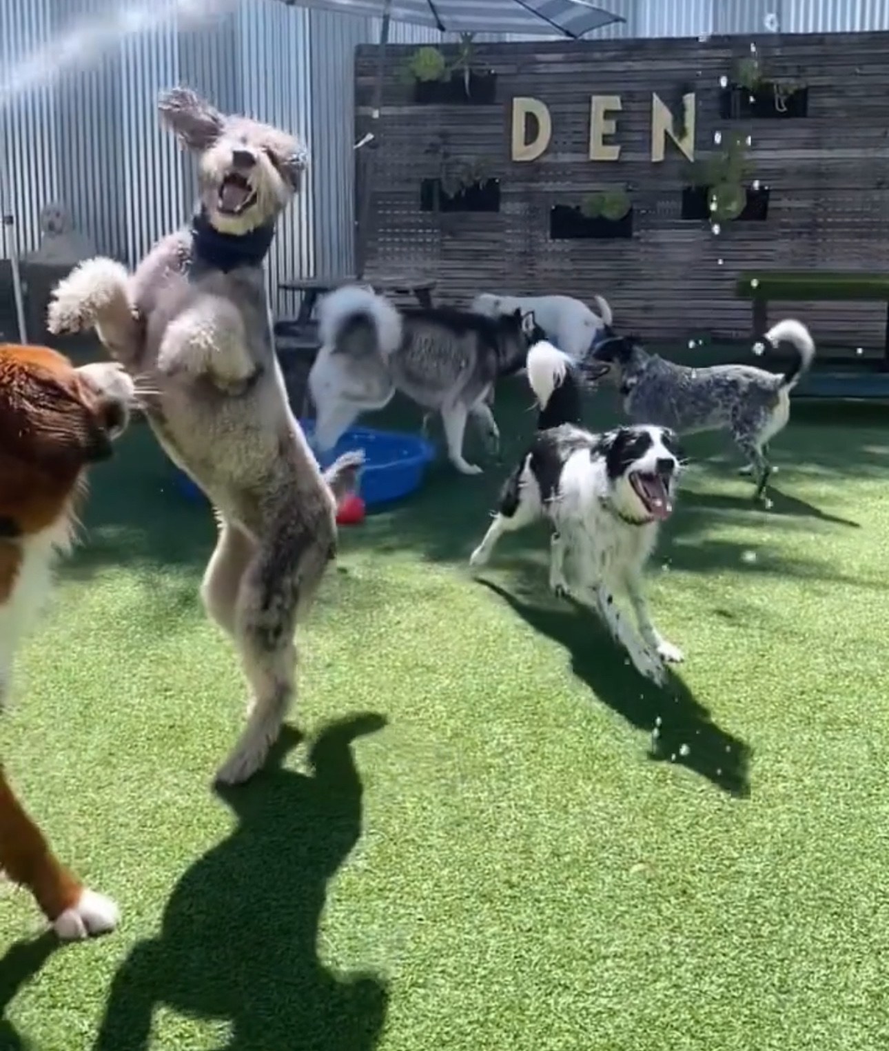 Life at DEN at DEN Urban Dog Retreat