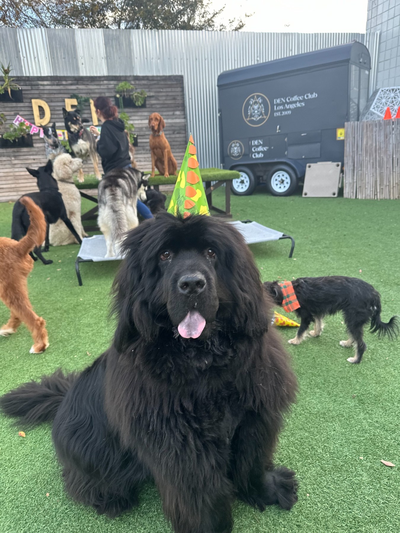 Daycare + Yard at DEN Urban Dog Retreat