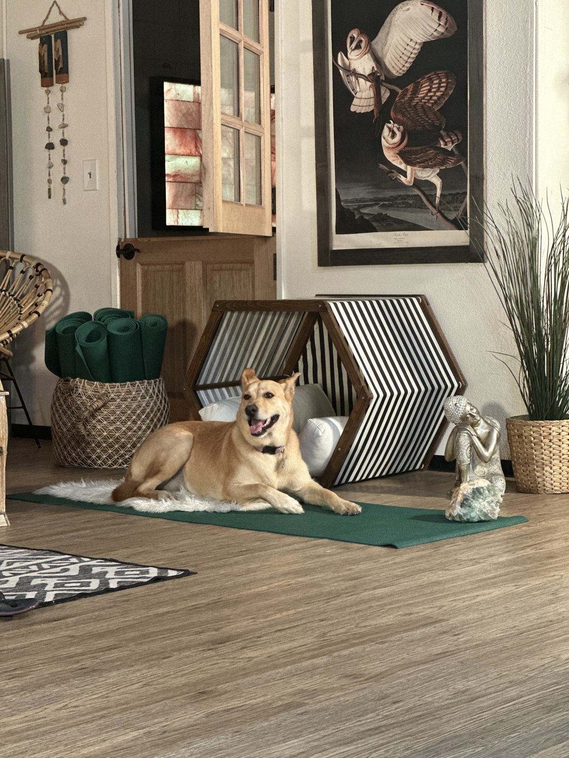 DEN Lodge dog boarding and overnight retreat with familiar friends, comfortable spaces and caring staff in Los Angeles