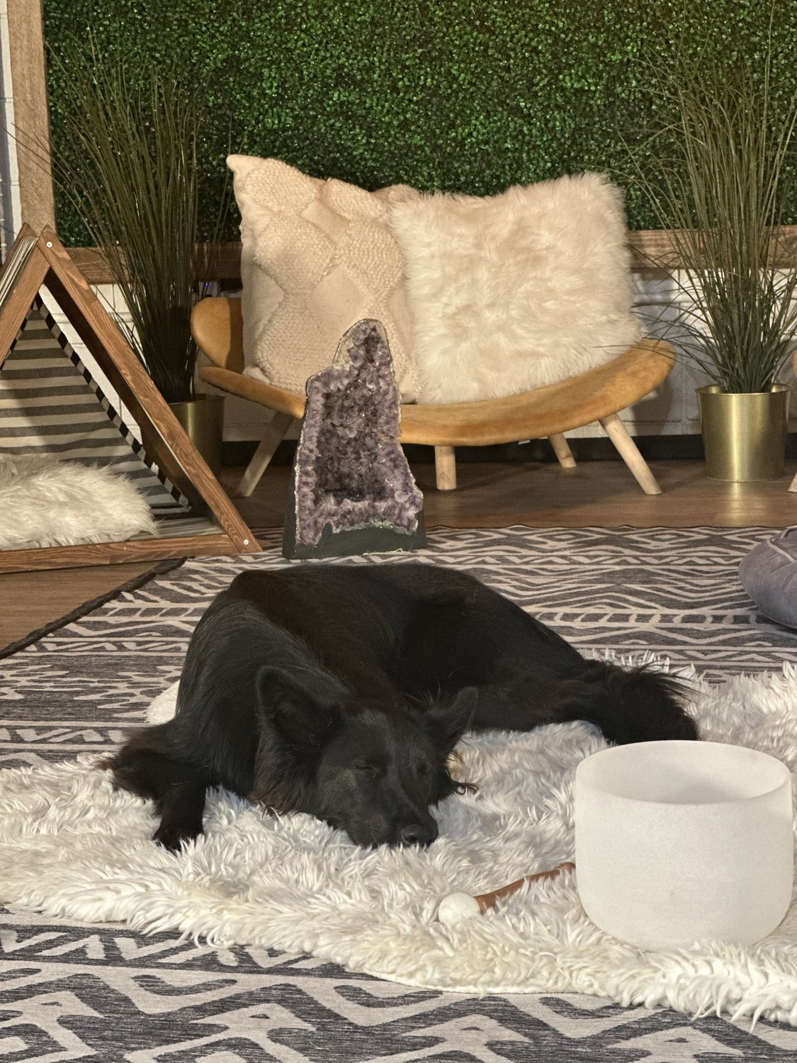 DEN Lodge dog boarding and overnight retreat with familiar friends, comfortable spaces and caring staff in Los Angeles