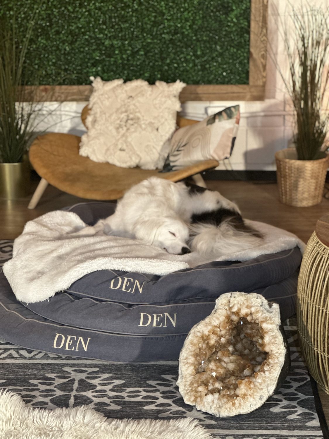 DEN Lodge dog boarding and overnight retreat with familiar friends, comfortable spaces and caring staff in Los Angeles