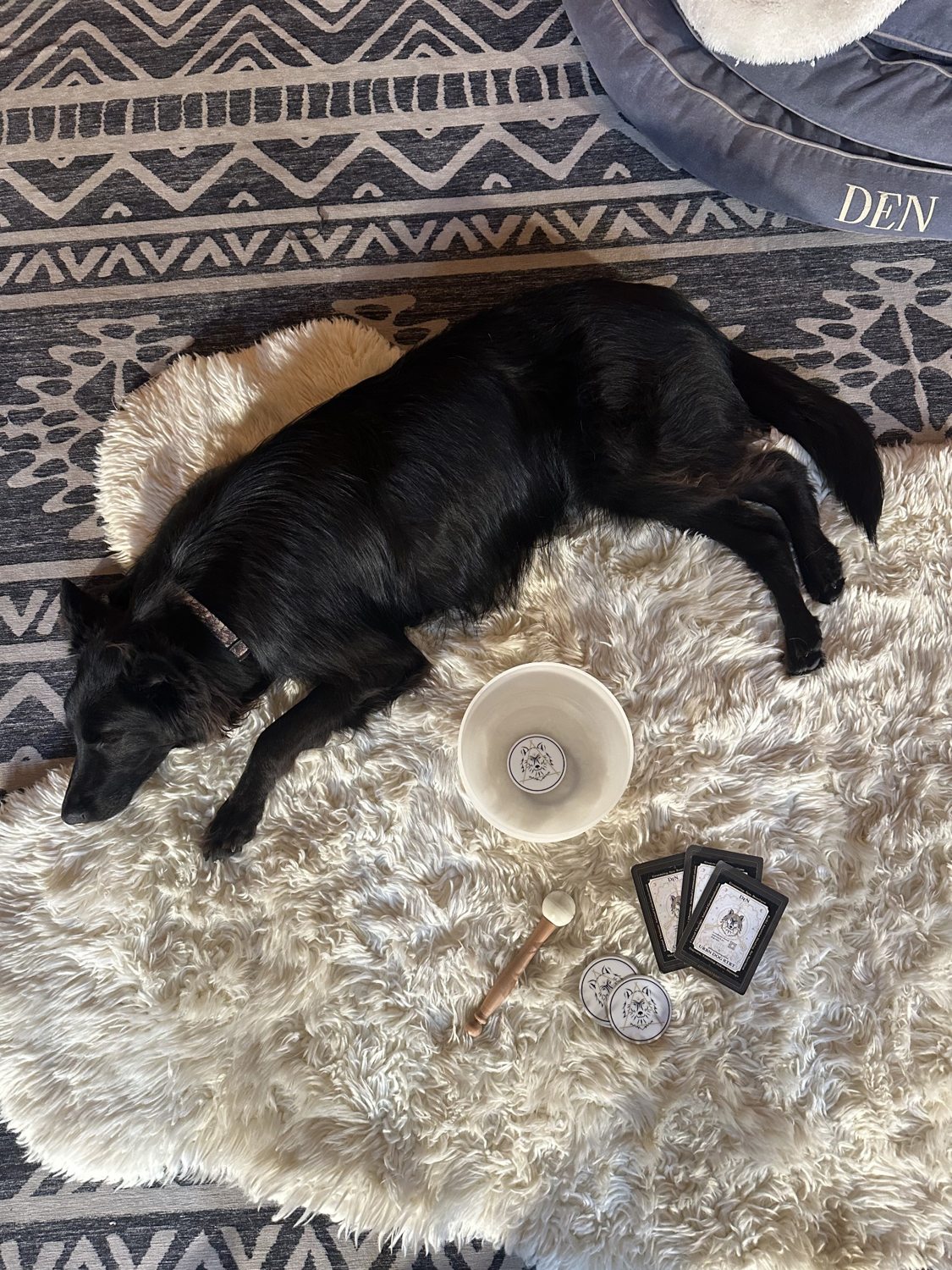 DEN Lodge dog boarding and overnight retreat with familiar friends, comfortable spaces and caring staff in Los Angeles