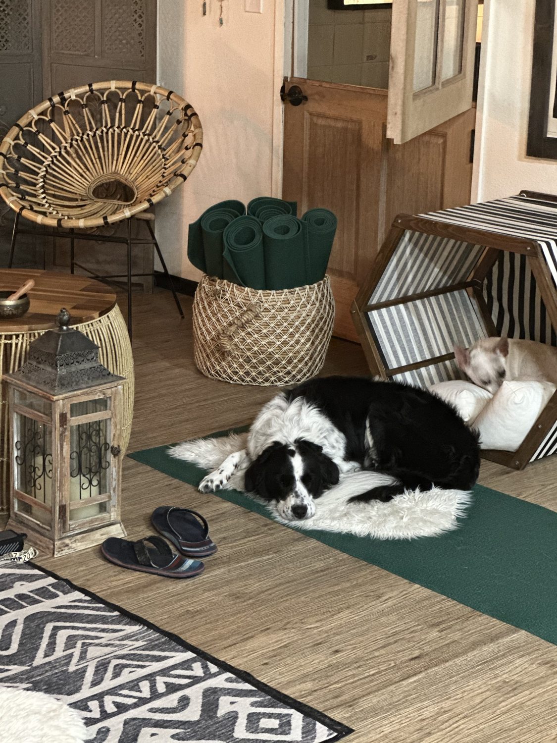 DEN Lodge dog boarding and overnight retreat with familiar friends, comfortable spaces and caring staff in Los Angeles