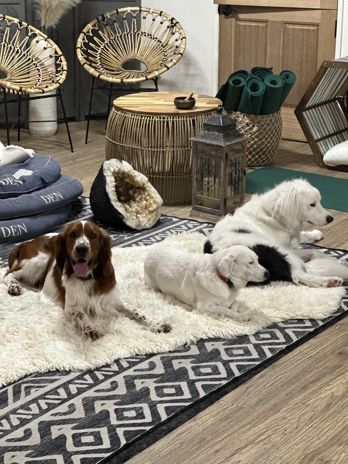 Real dogs relaxing together in the cozy DEN Lodge overnight retreat in Los Angeles