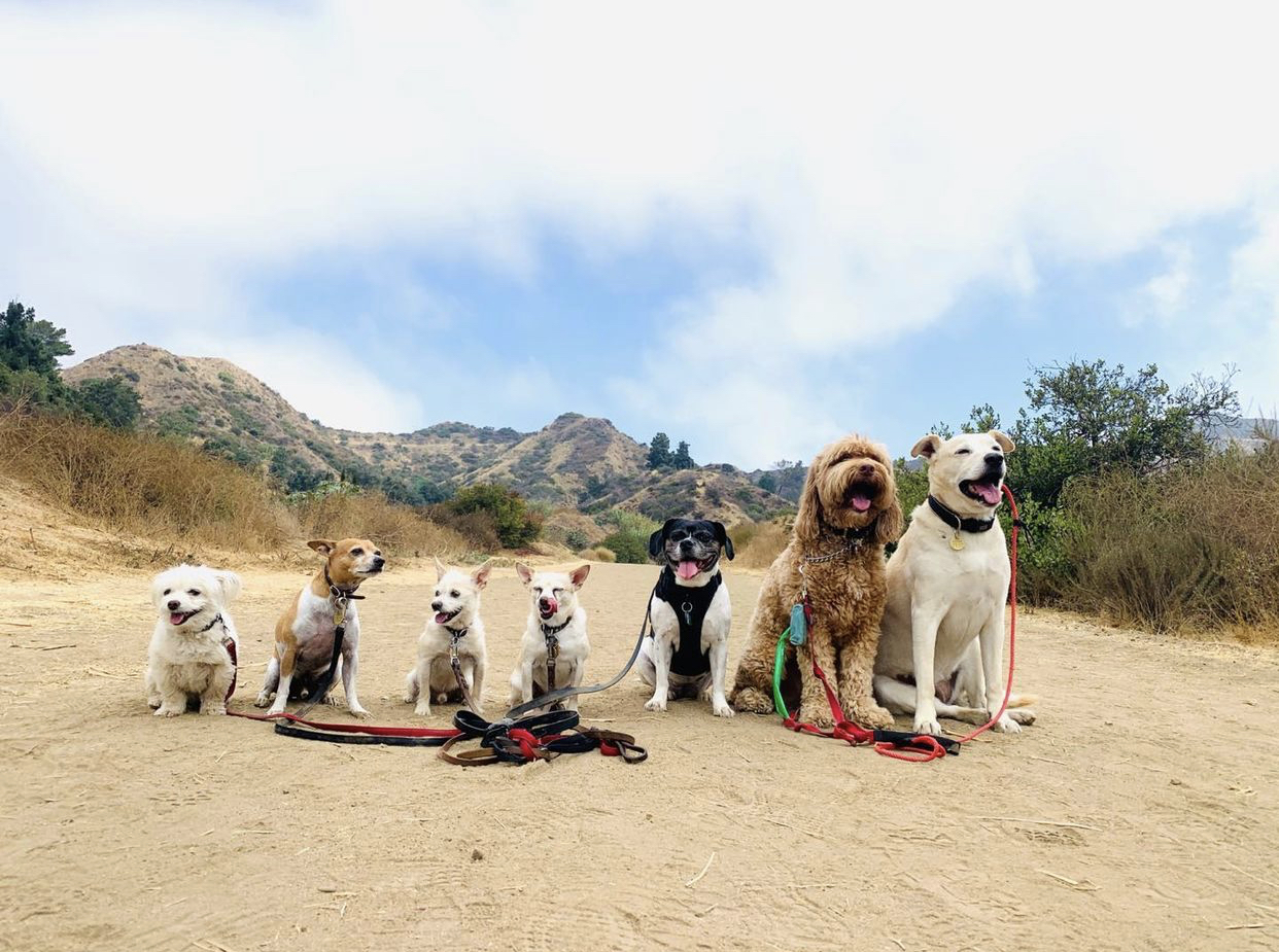 Guided dog pack hike adventure with Eastside Hounds and DEN in Los Angeles nature trails